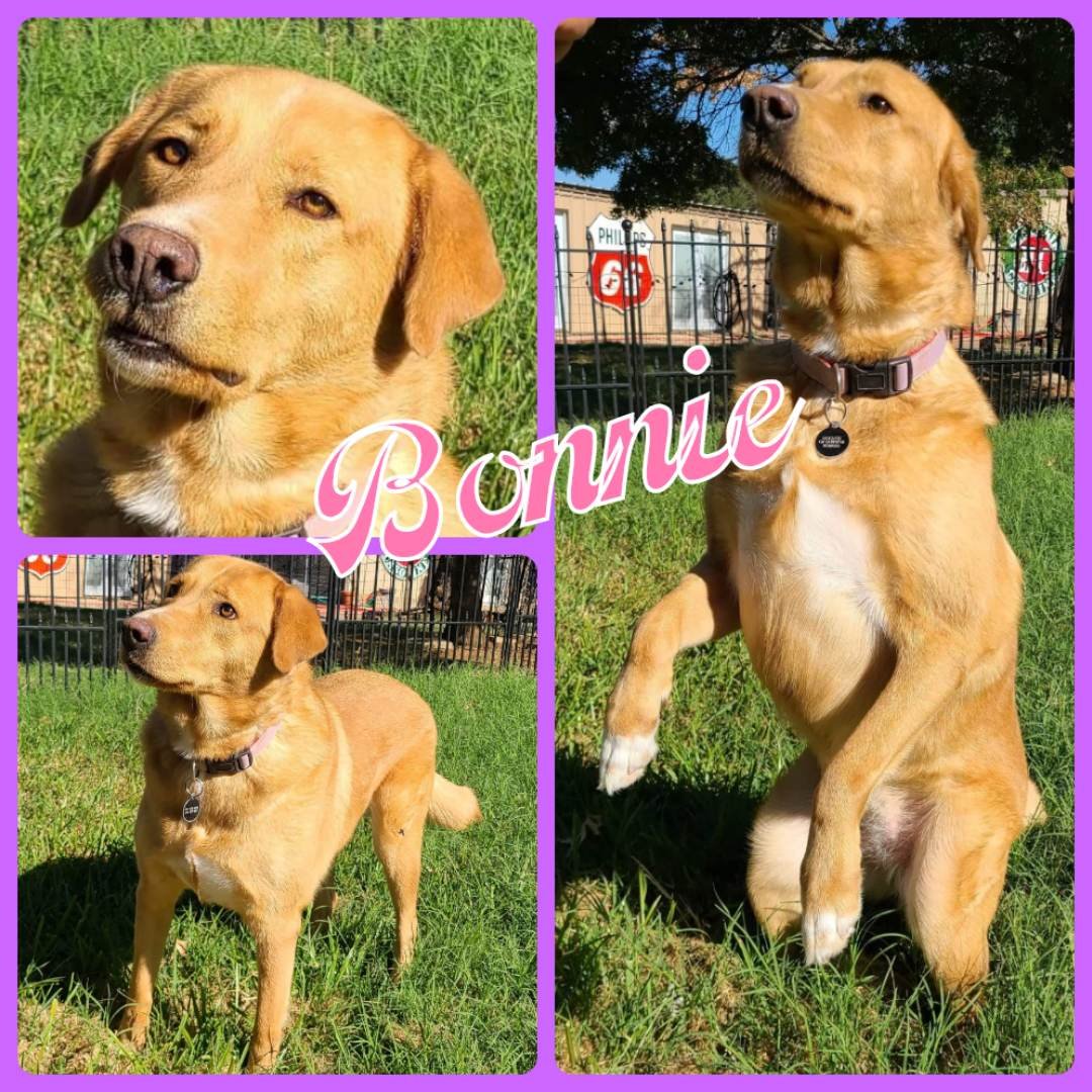 adoptable Dog in Cleburne, TX named Bonnie