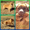 adoptable Dog in cleburne, TX named Dollie