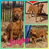 adoptable Dog in cleburne, TX named Jingles