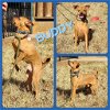 adoptable Dog in cleburne, TX named Buddy
