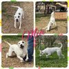 adoptable Dog in cleburne, TX named Mia