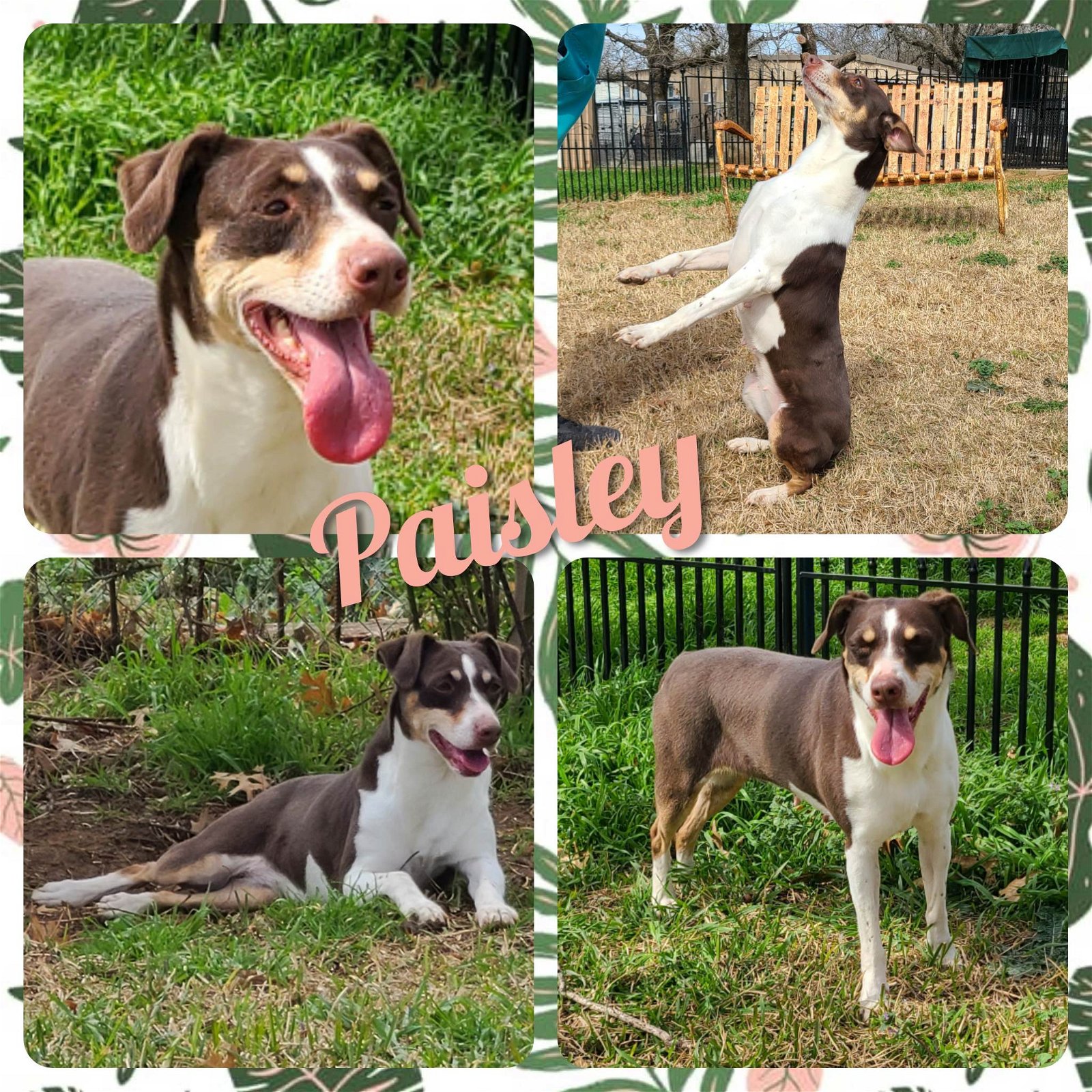 adoptable Dog in Cleburne, TX named Paisley