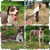adoptable Dog in cleburne, TX named Paisley