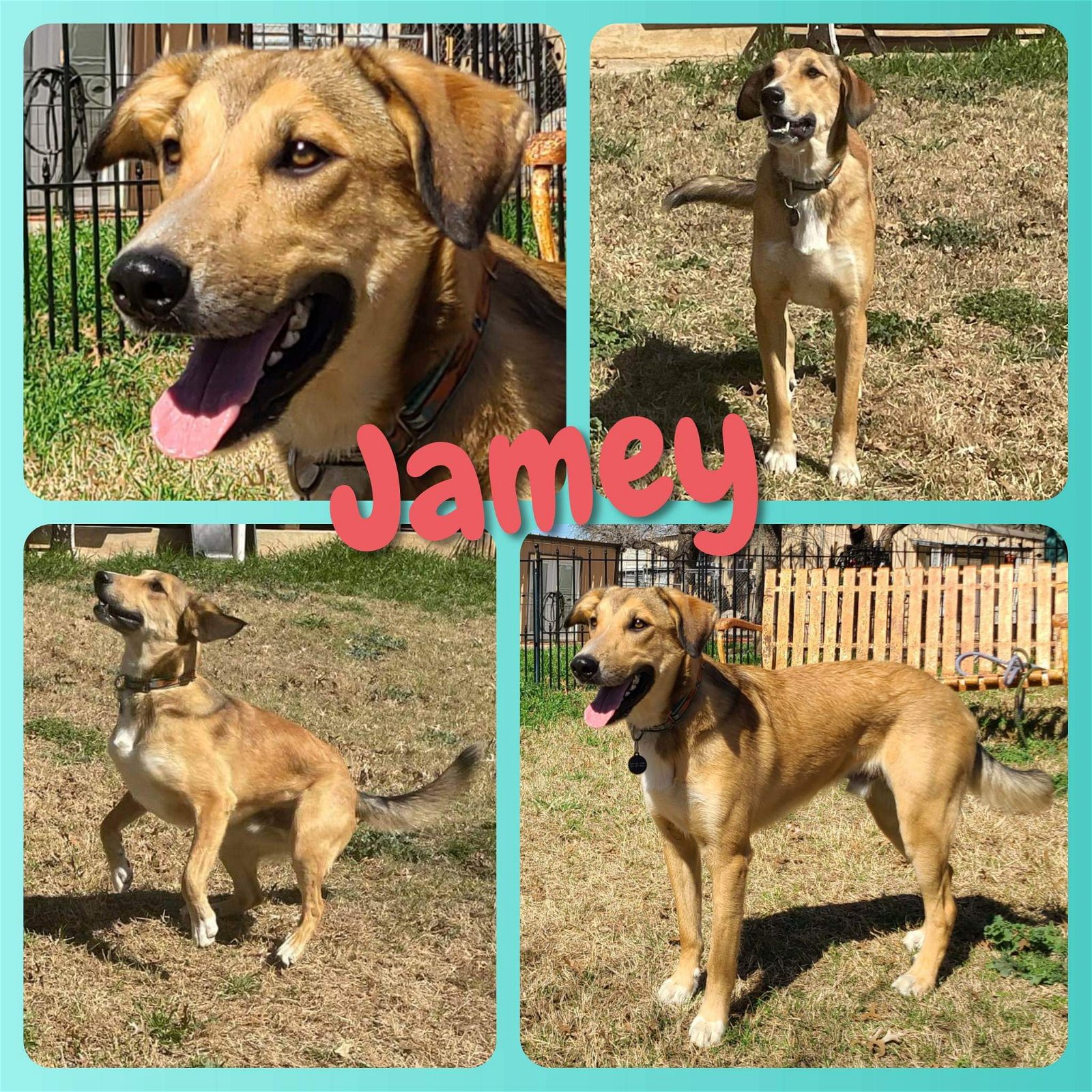 adoptable Dog in Cleburne, TX named Jamey