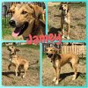 adoptable Dog in  named Jamey