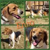 adoptable Dog in cleburne, TX named Enzo