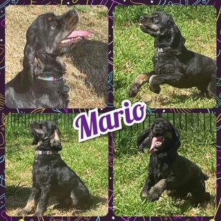 adoptable Dog in Cleburne, TX named Mario