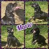 adoptable Dog in cleburne, TX named Mario