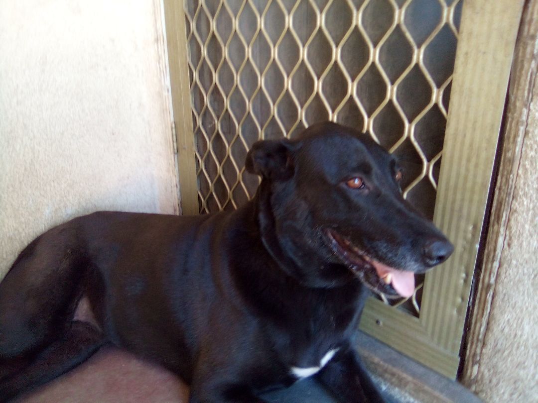 Dog for Adoption - Coco, a Black Labrador Retriever in Ventura County ...