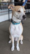 adoptable Dog in huntington beach, CA named Spike