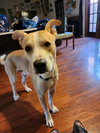 Spike - Photo 4