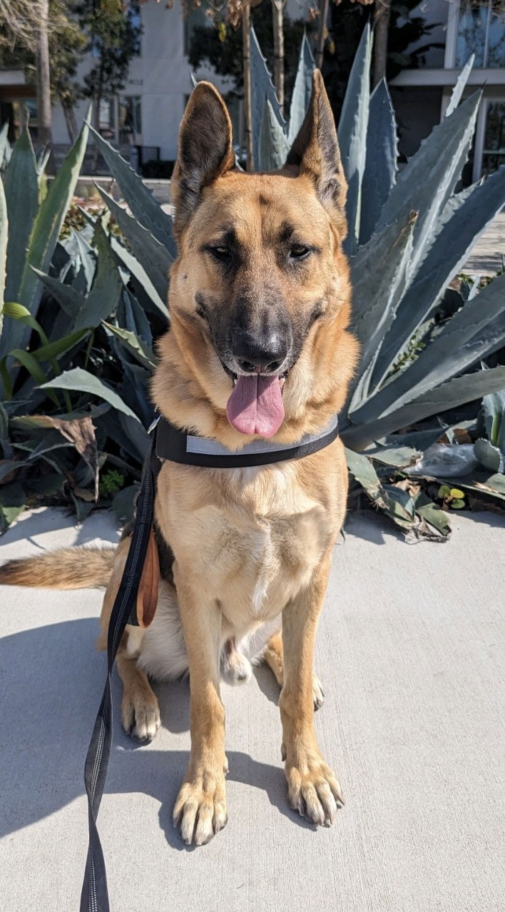 adoptable Dog in Huntington Beach, CA named Hennessey