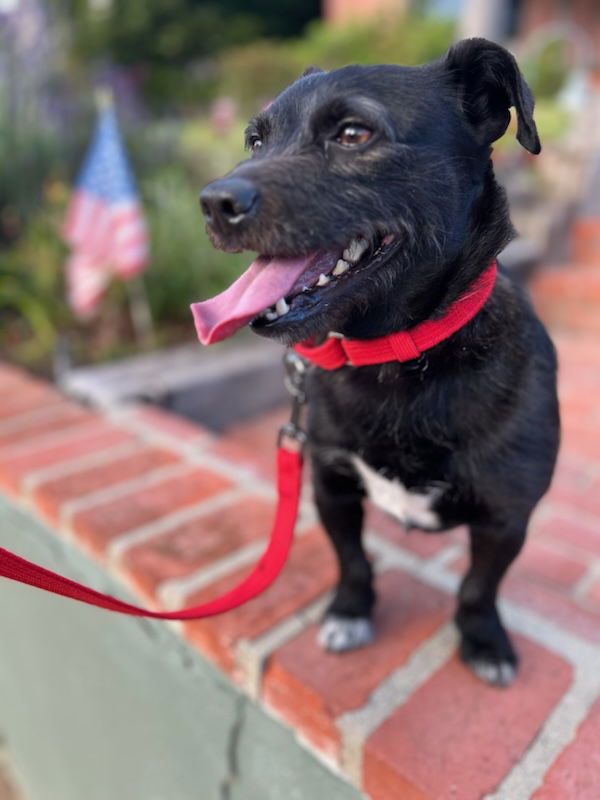 adoptable Dog in Huntington Beach, CA named Toto