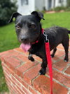 Toto - Photo 2