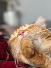 adoptable Cat in  named Tigger
