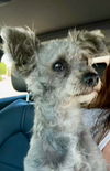 adoptable Dog in huntington beach, CA named Brody