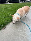 adoptable Dog in huntington beach, CA named Lenny