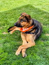 Tyson - Photo 1