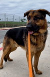 Tyson - Photo 2