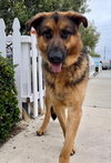 Tyson - Photo 3
