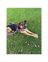 Tyson - Photo 5