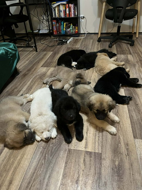 Holiday Litter