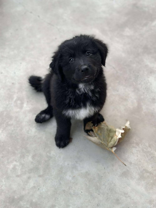 Holiday Litter