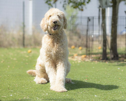 picture of the dog needing adoption