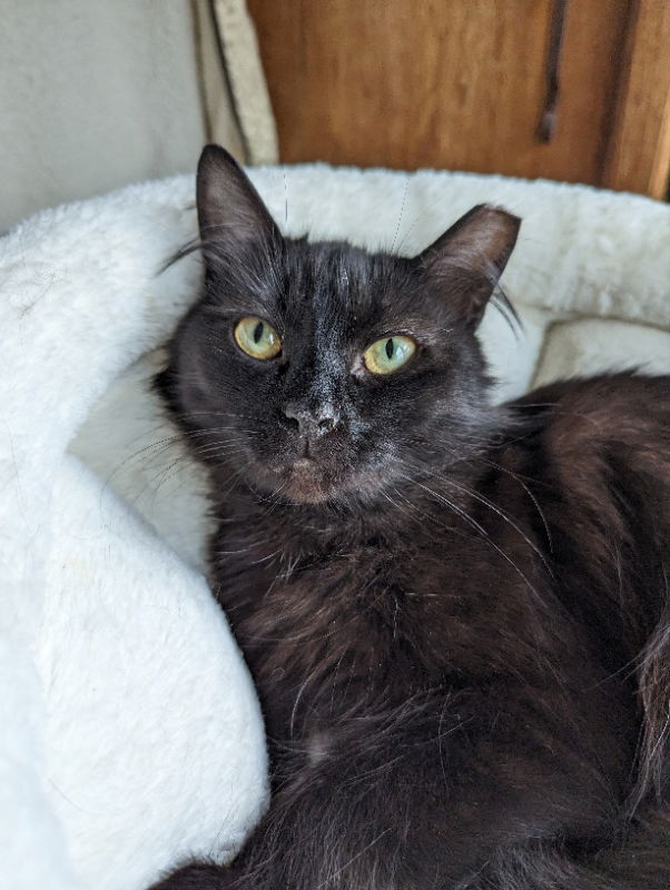 adoptable Cat in Niles, MI named Brooks