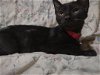 adoptable Cat in niles, IL named Skinner
