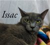adoptable Cat in niles, IL named Isaac