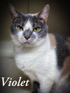 Violet - Photo 4