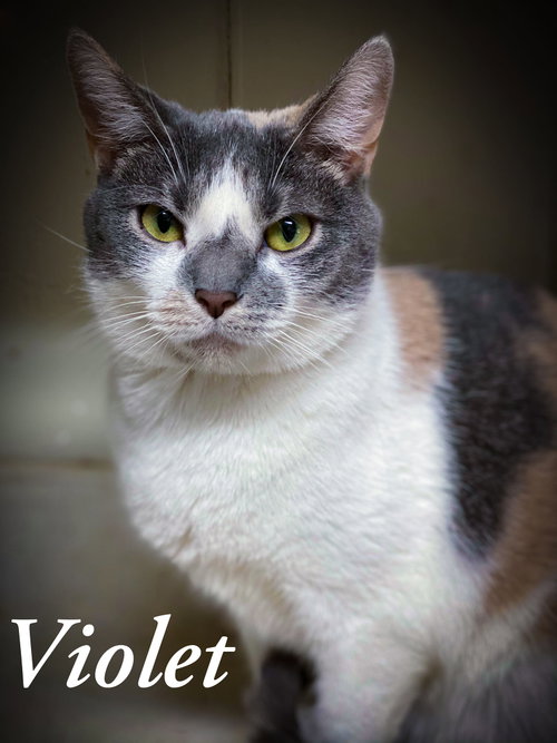 Photo 4 of Violet