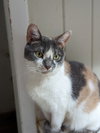 Violet - Photo 11