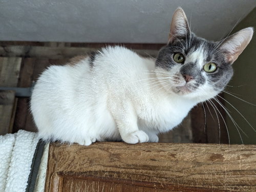 VIOLET - Domestic Short Hair available for adoption