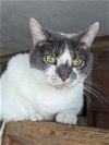 adoptable Cat in niles, IL named Violet