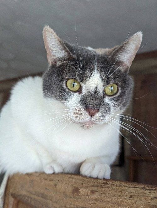 VIOLET - Domestic Short Hair available for adoption