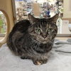 Missy - Photo 5