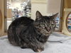 Missy - Photo 8