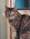 adoptable Cat in niles, IL named Missy