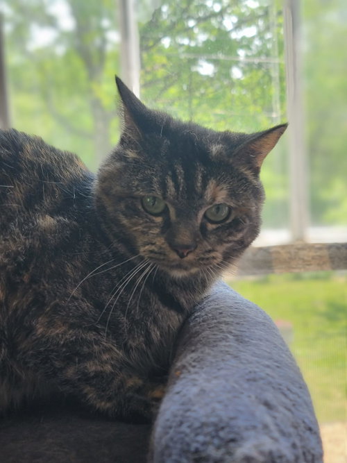 MISSY - Domestic Short Hair available for adoption