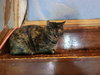 Missy - Photo 4