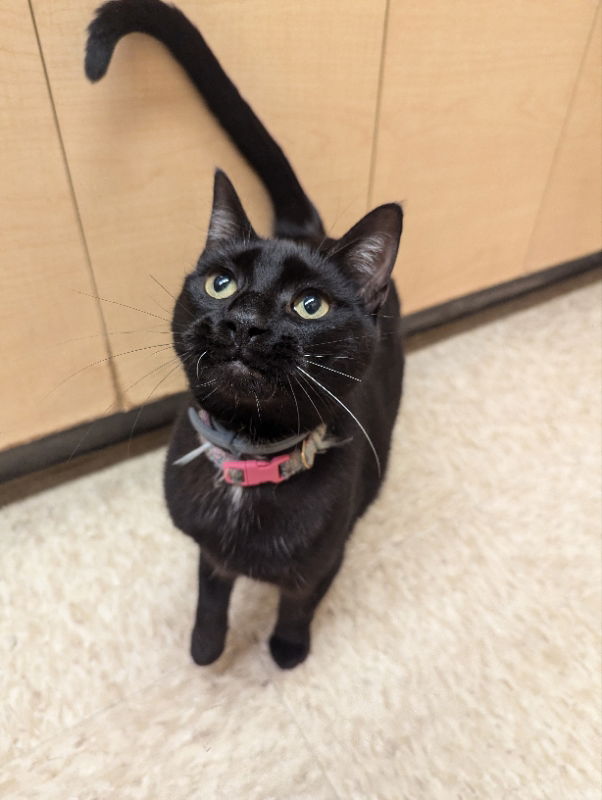 adoptable Cat in Niles, MI named Eva