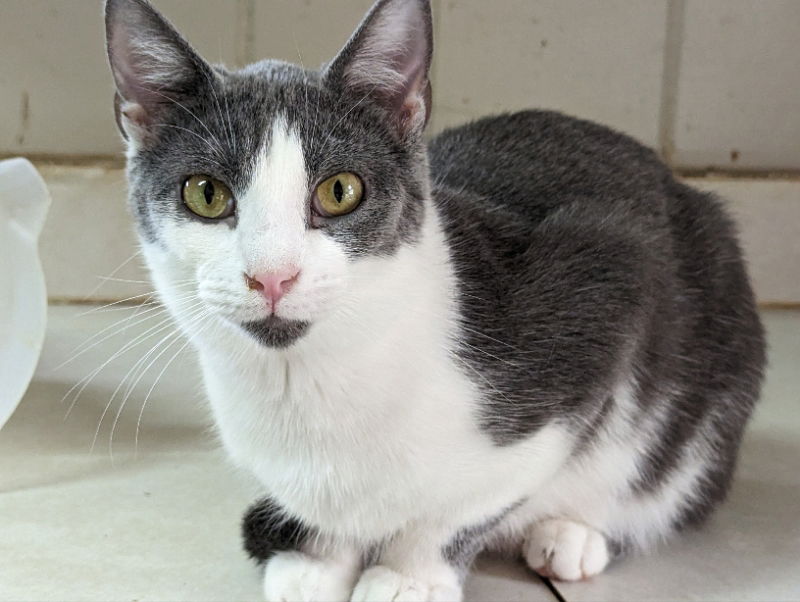 adoptable Cat in Niles, MI named Cooper