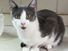 adoptable Cat in Niles, MI named Cooper