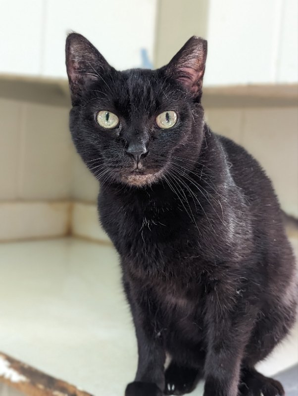 adoptable Cat in Niles, MI named Wednesday