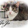 adoptable Cat in niles, IL named Jojo