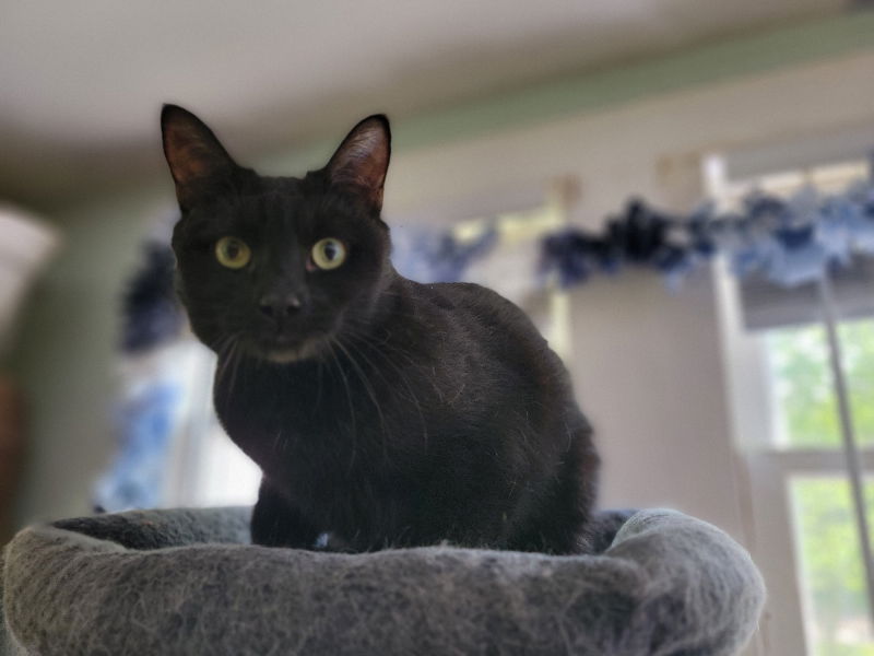 adoptable Cat in Niles, MI named Bubbles