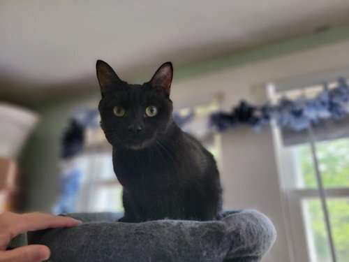 BUBBLES - Domestic Short Hair available for adoption