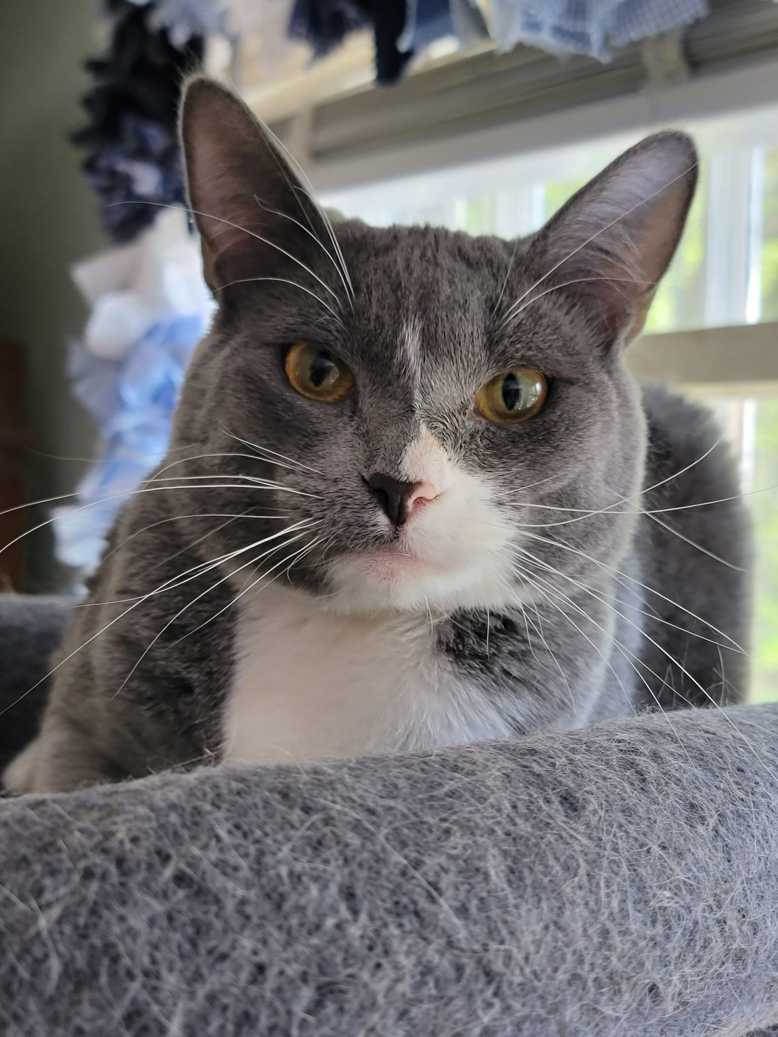 adoptable Cat in Niles, MI named Frost